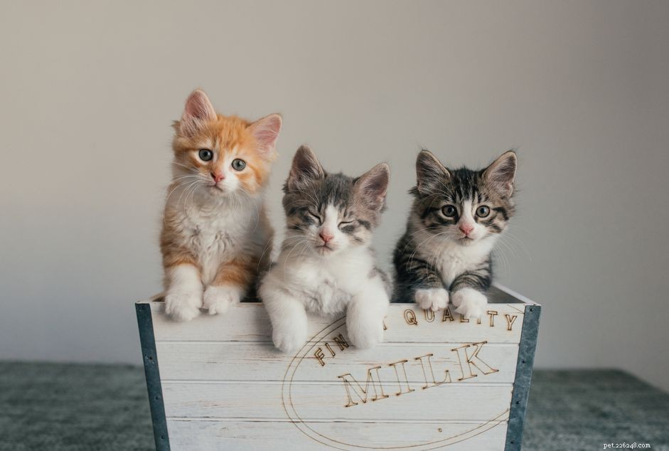 How to Find Loving, Trusted Homes for Your Kittens