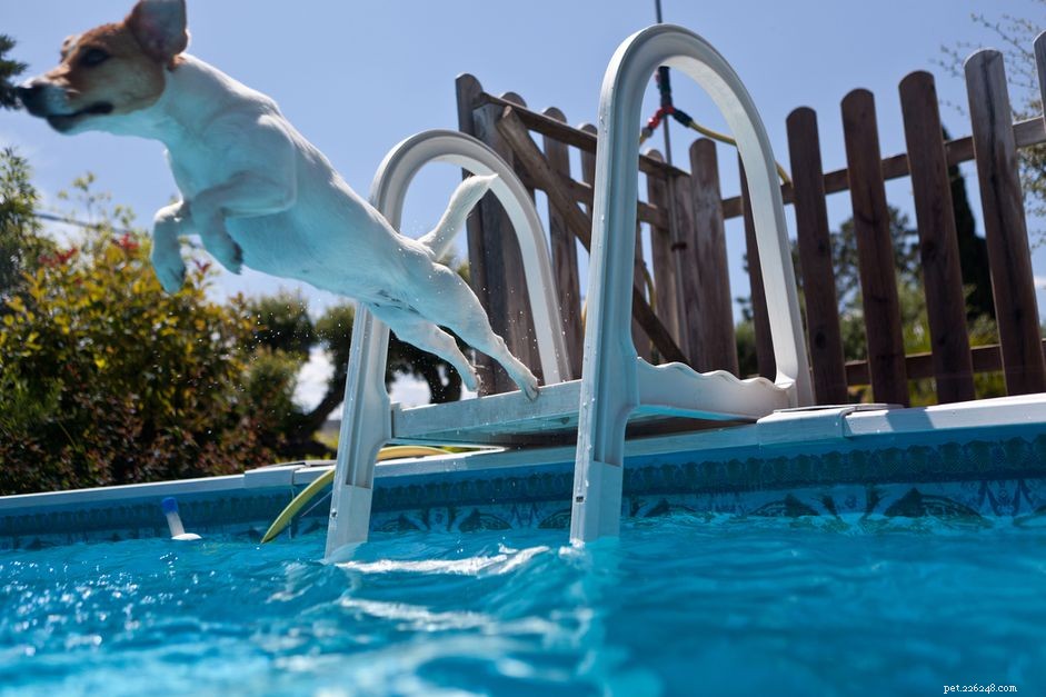 Dog Safety in Your Pool: A Guide to Healthy, Secure Swimming