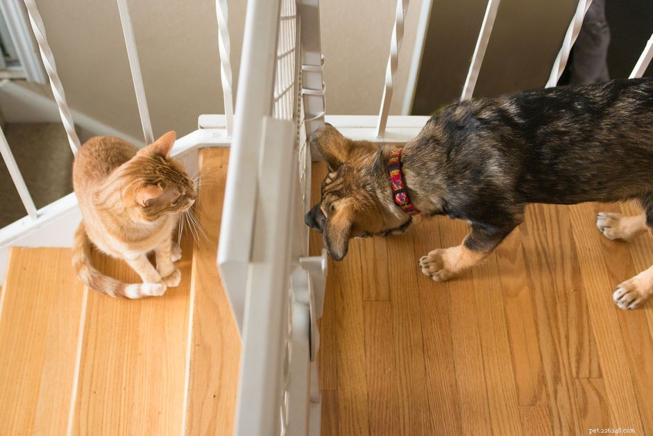 Guide to Successfully Introducing Your Dog to a New Cat