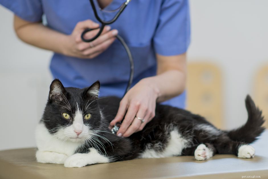 Saddle Thrombus in Cats: Symptoms, Diagnosis, and Urgent Treatment