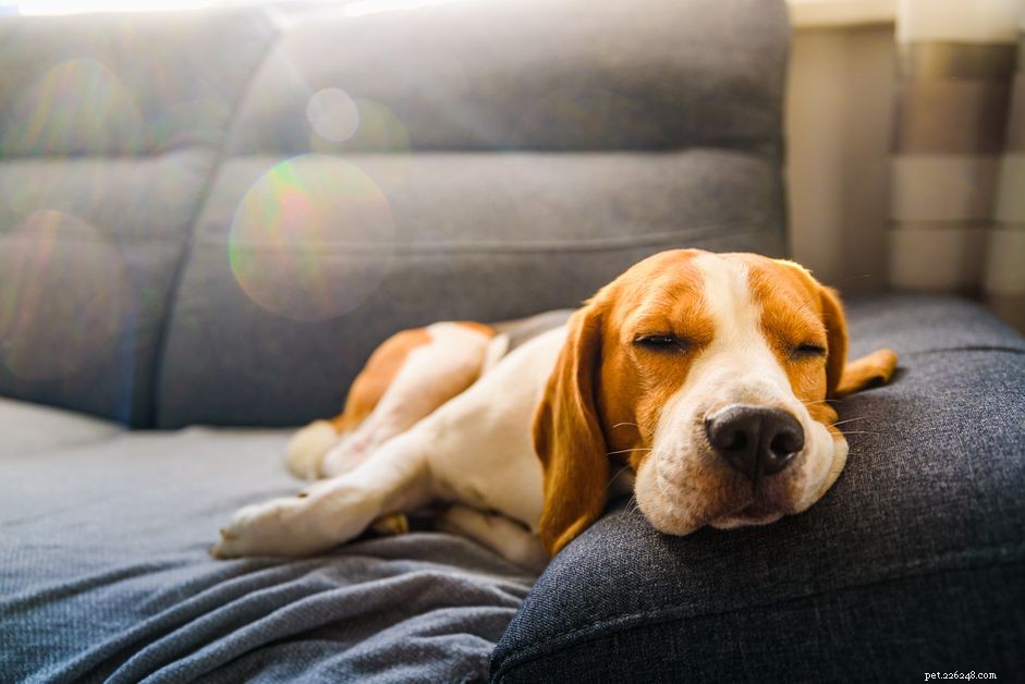 What Causes Dogs to Sigh: Understanding Your Dog s Breathing Signals