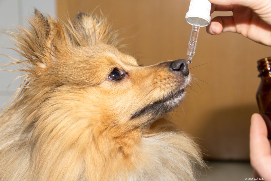 Meloxicam for Dogs: Safe Pain Relief & Anti-Inflammatory Benefits