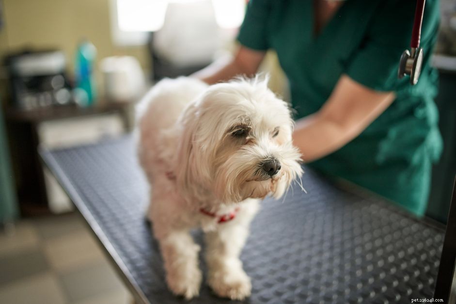 Effective Treatment of Sepsis in Dogs: What Owners Need to Know