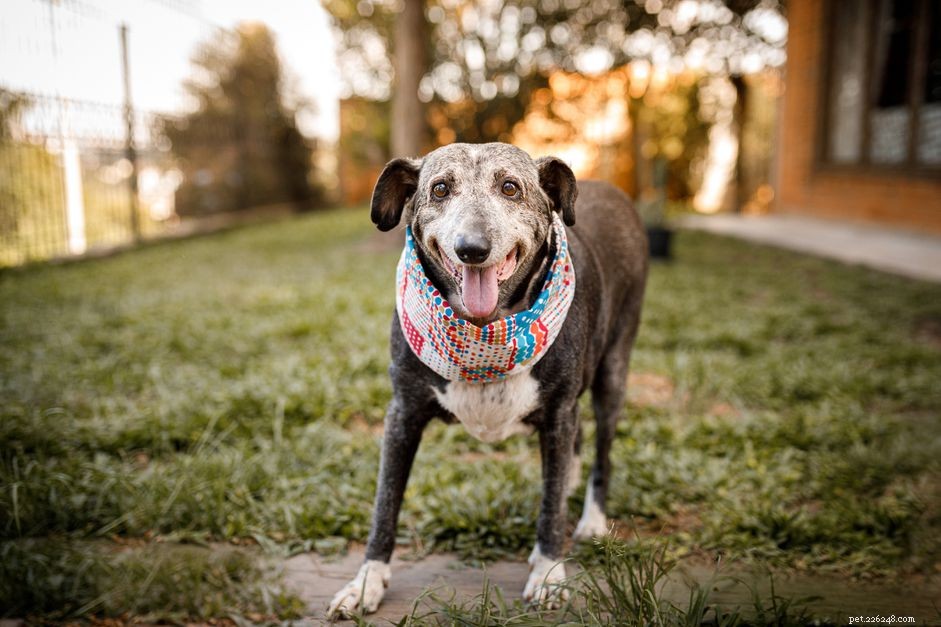 10 Expert Tips for Caring for Your Senior Dog