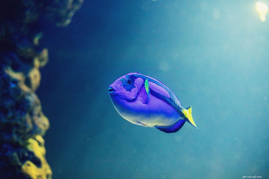 How to Diagnose Saltwater Aquarium Fish Illnesses Quickly and Effectively
