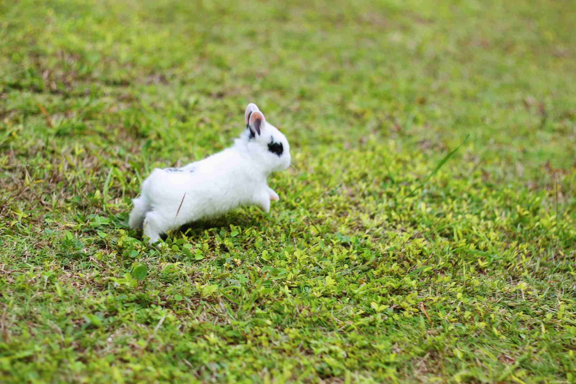 Decoding Rabbit Body Language: A Guide to Understanding Your Bunny s Behavior