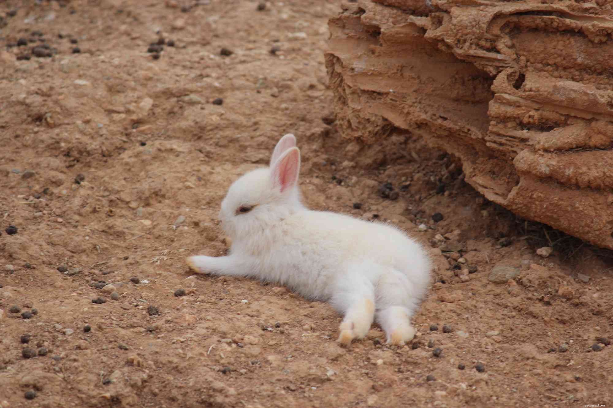 Decoding Rabbit Body Language: A Guide to Understanding Your Bunny s Behavior