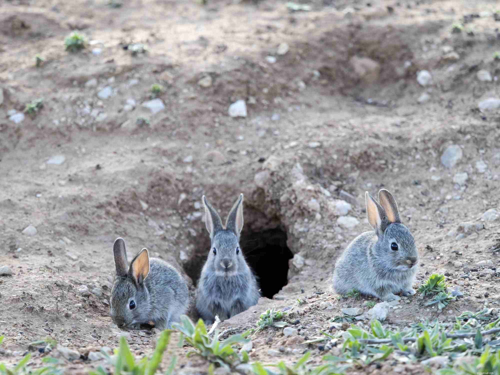 Decoding Rabbit Body Language: A Guide to Understanding Your Bunny s Behavior