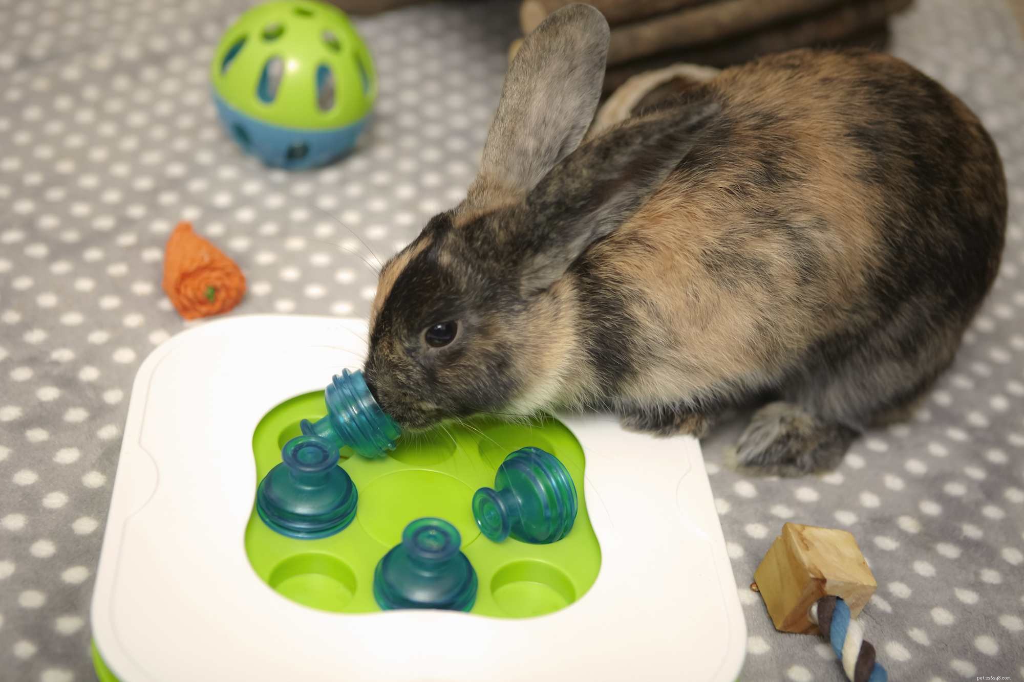 Decoding Rabbit Body Language: A Guide to Understanding Your Bunny s Behavior