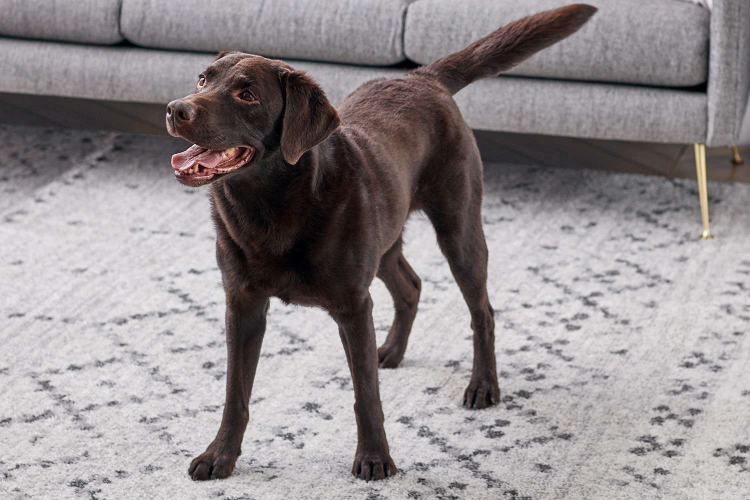 Master Your Dog’s Body Language: Professional Insights for Better Bonding
