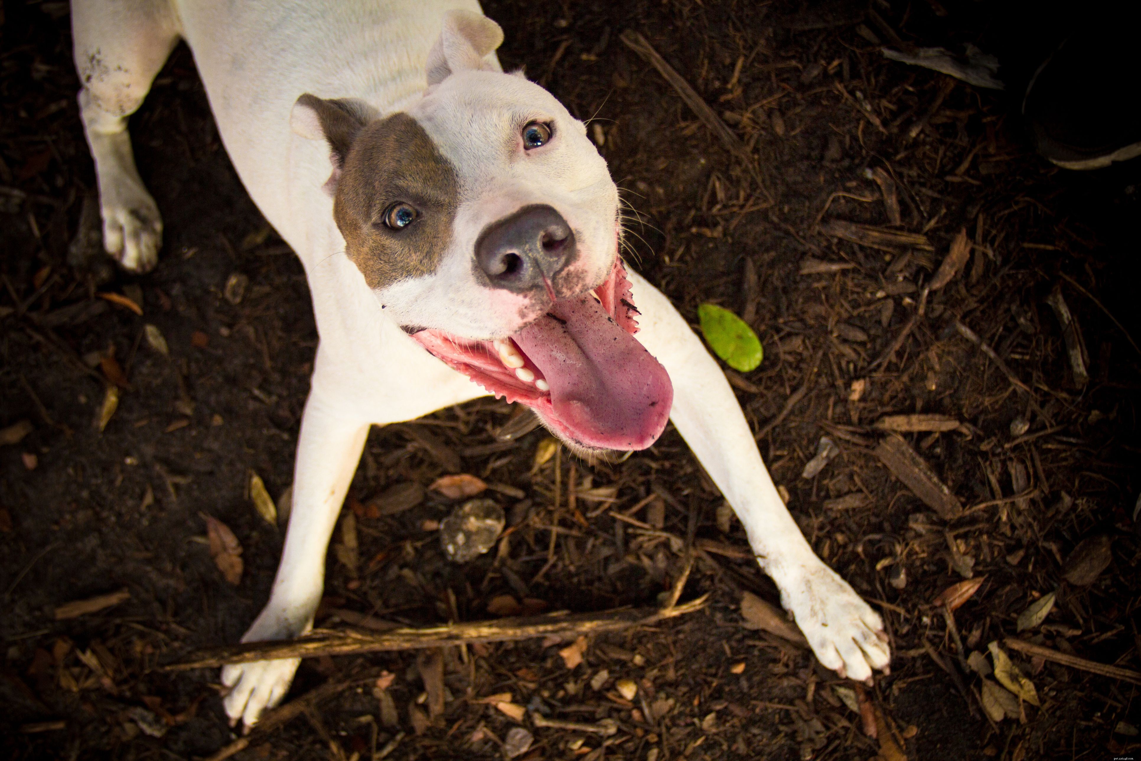 Master Your Dog’s Body Language: Professional Insights for Better Bonding