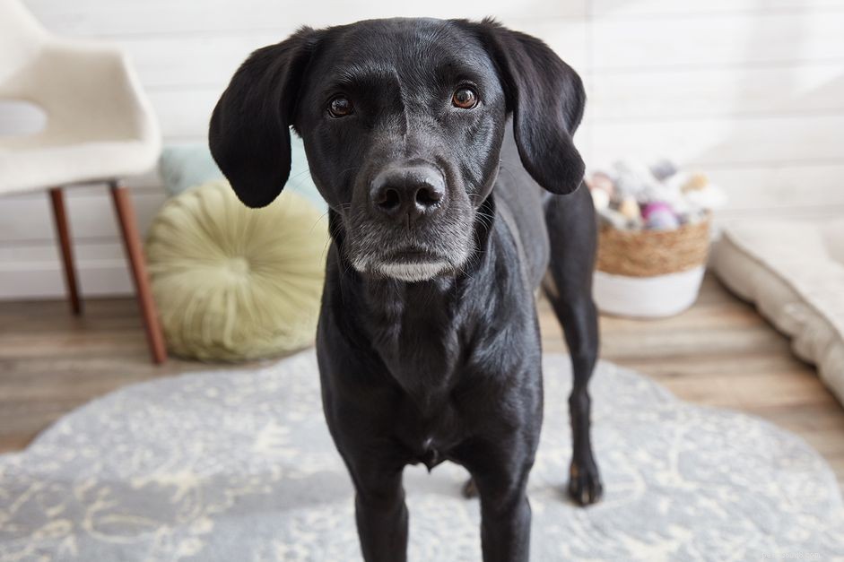 Master Your Dog’s Body Language: Professional Insights for Better Bonding