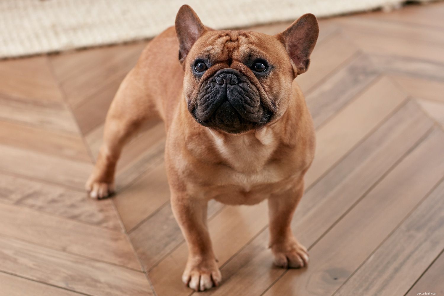 Master Your Dog’s Body Language: Professional Insights for Better Bonding