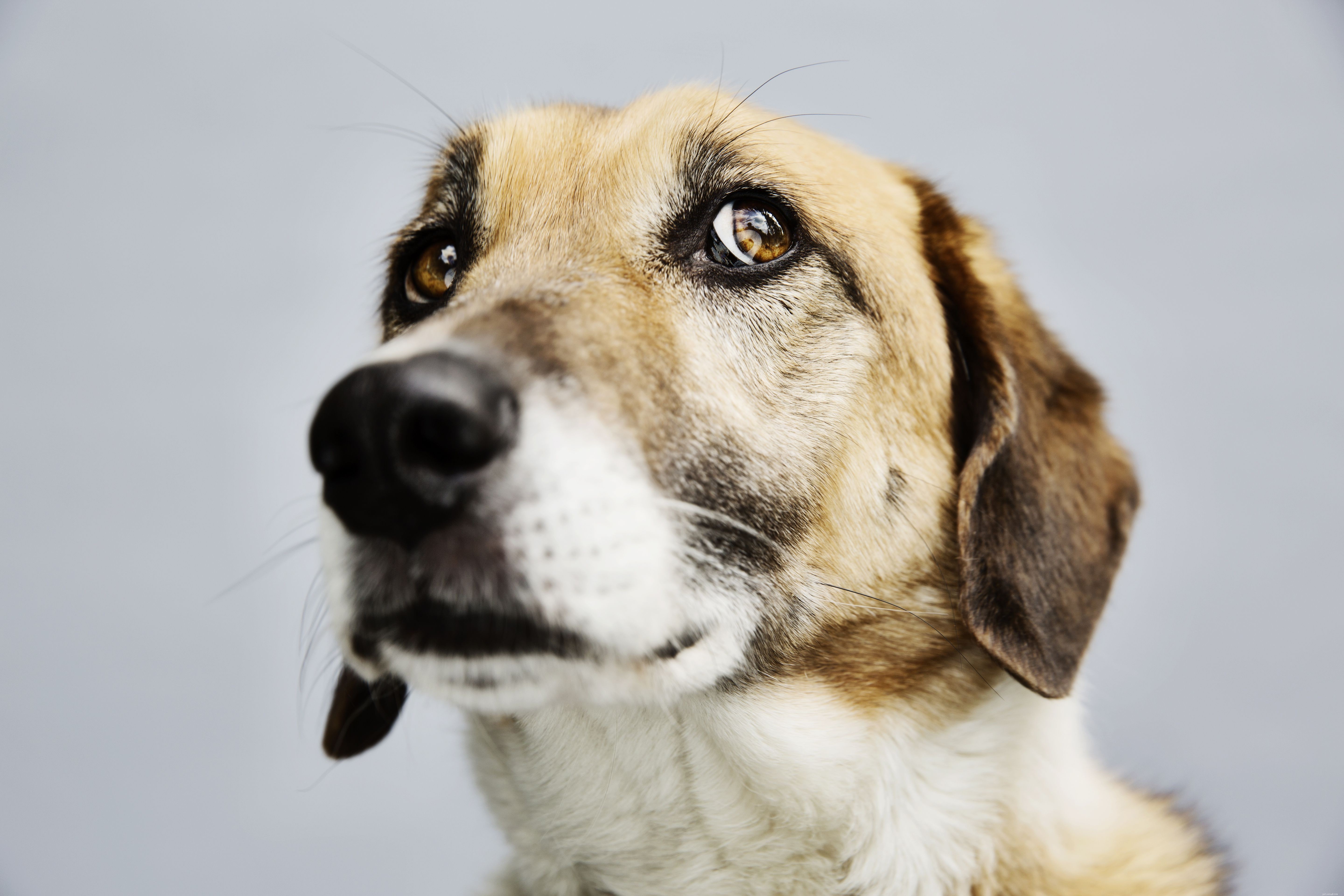Master Your Dog’s Body Language: Professional Insights for Better Bonding