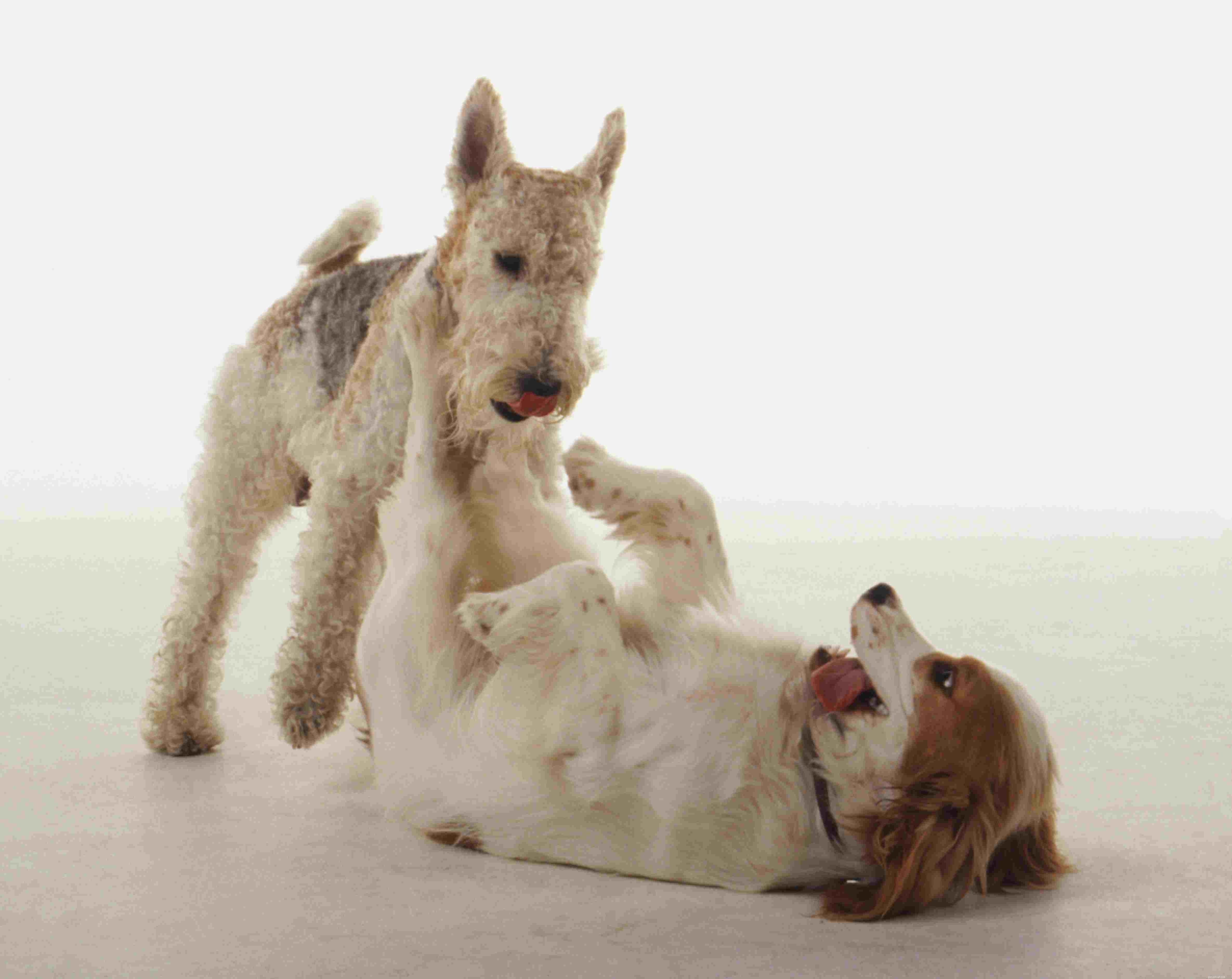 Master Your Dog’s Body Language: Professional Insights for Better Bonding