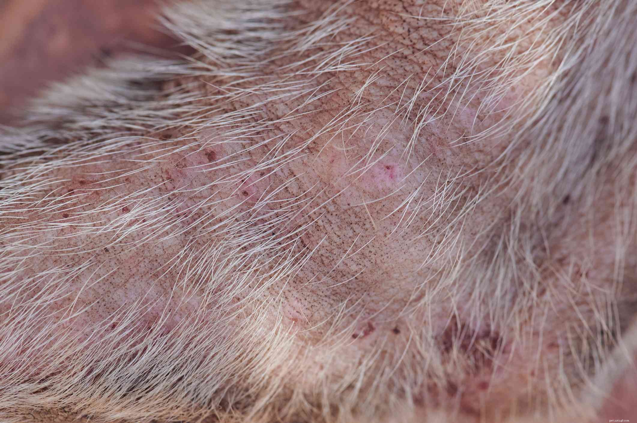 Effective Treatment Guide for Dog Bug Bites & Stings