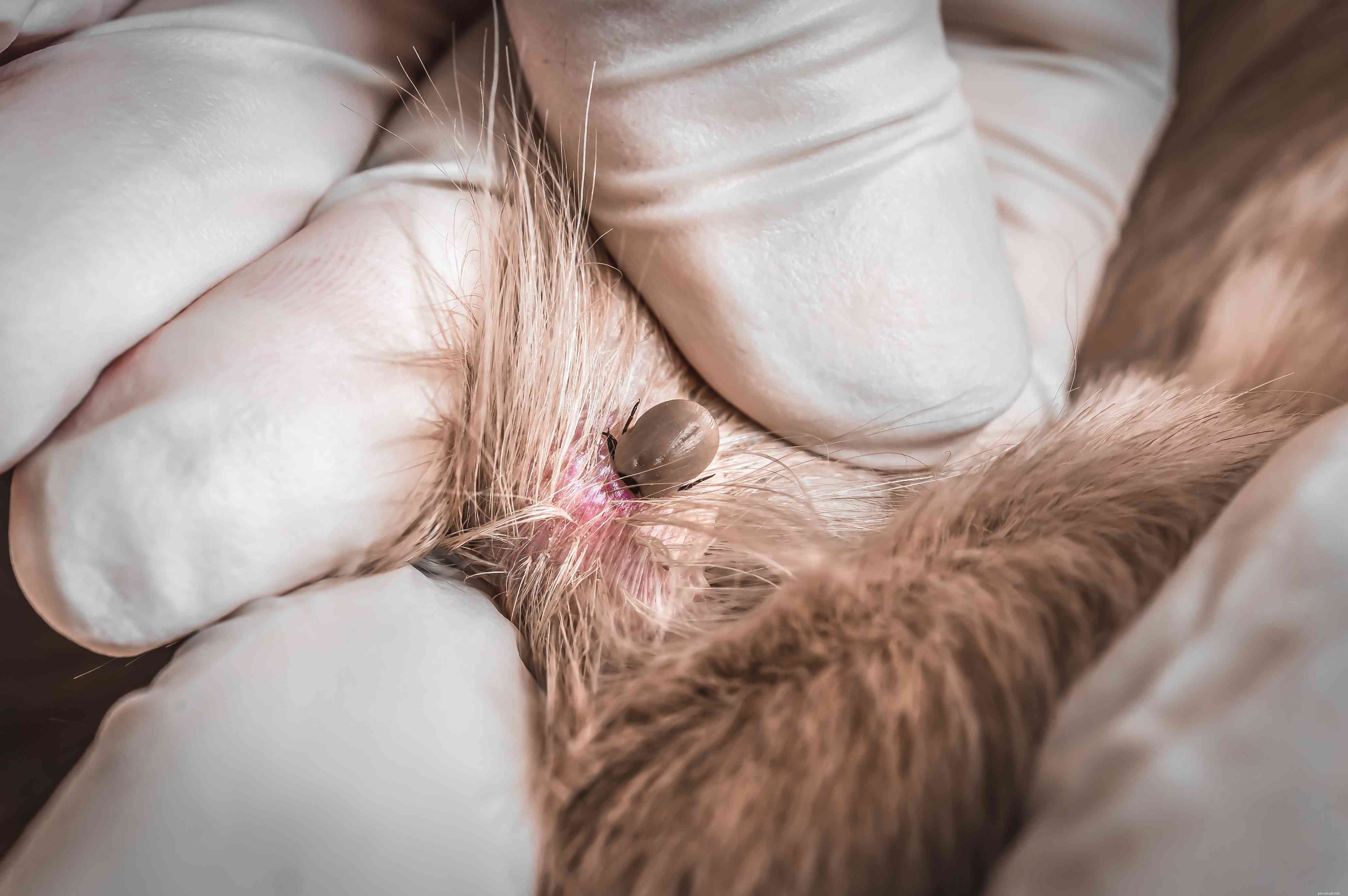 Effective Treatment Guide for Dog Bug Bites & Stings