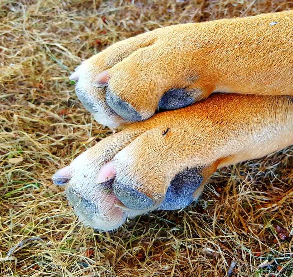 How to Handle Ant Bites on Dogs: Quick Relief & Prevention Tips