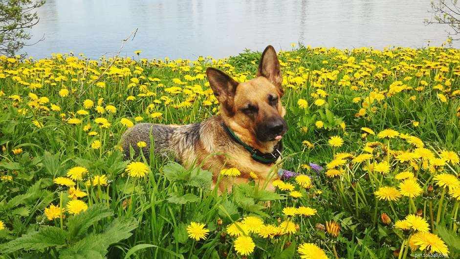 Effective Treatment Guide for Dog Bug Bites & Stings