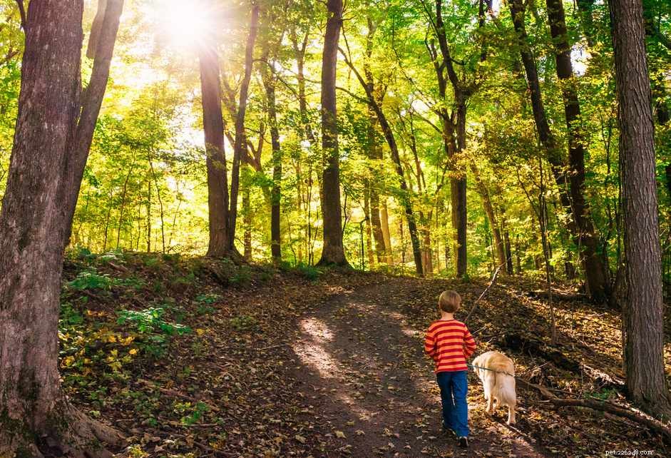 Can Dogs Be Affected by Poison Ivy?