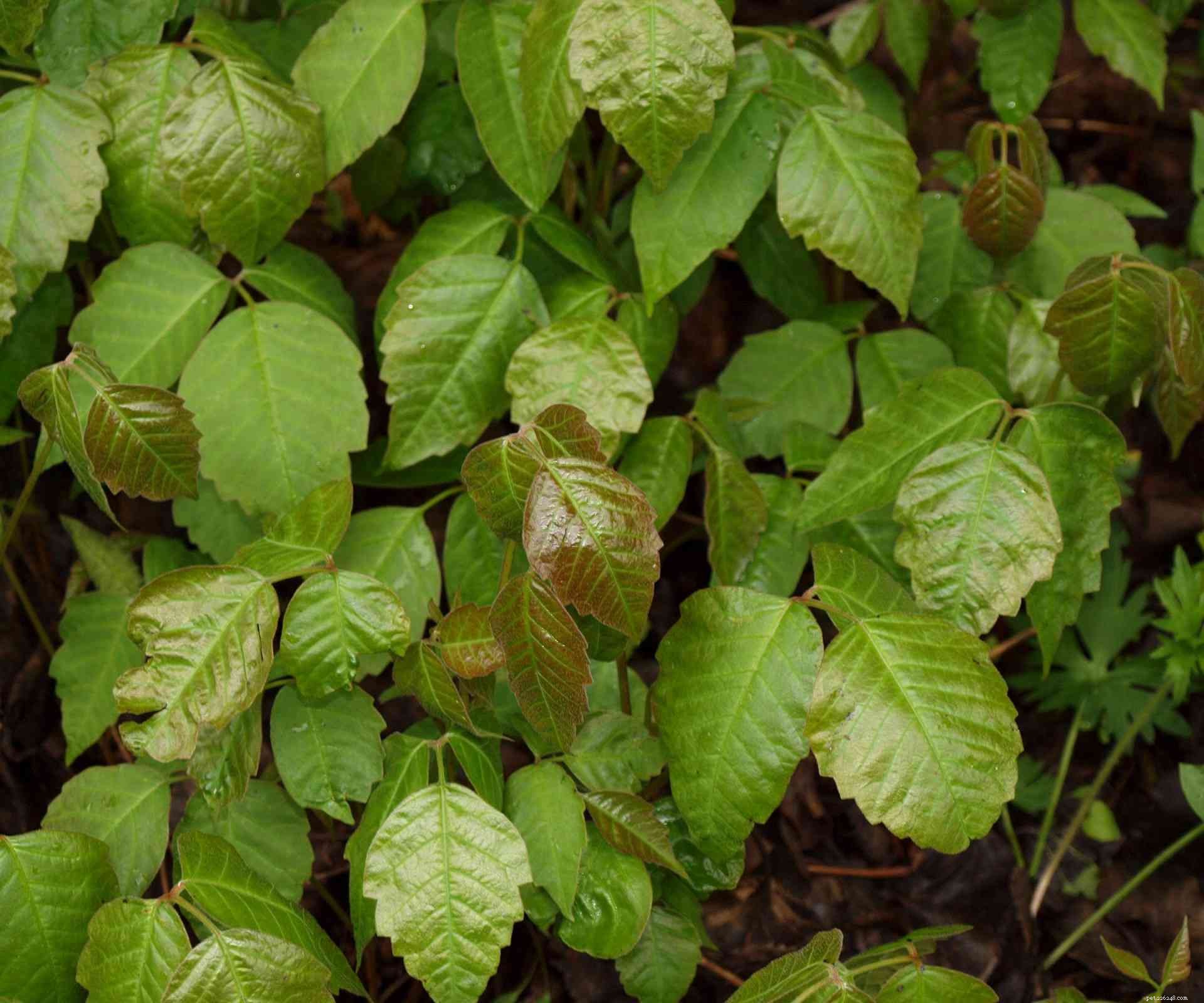 Can Dogs Be Affected by Poison Ivy?