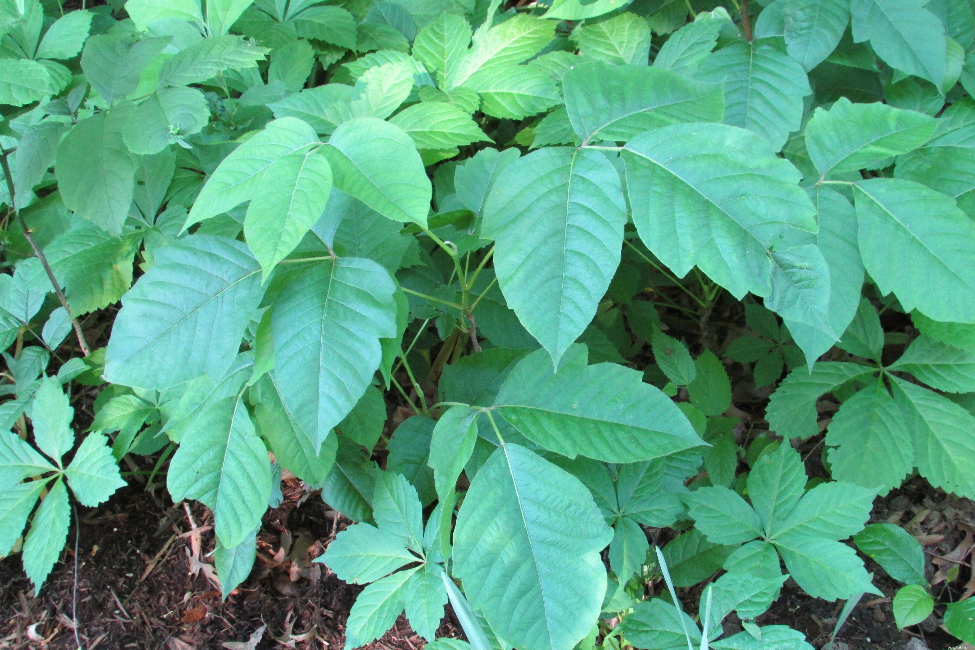 Can Dogs Be Affected by Poison Ivy?