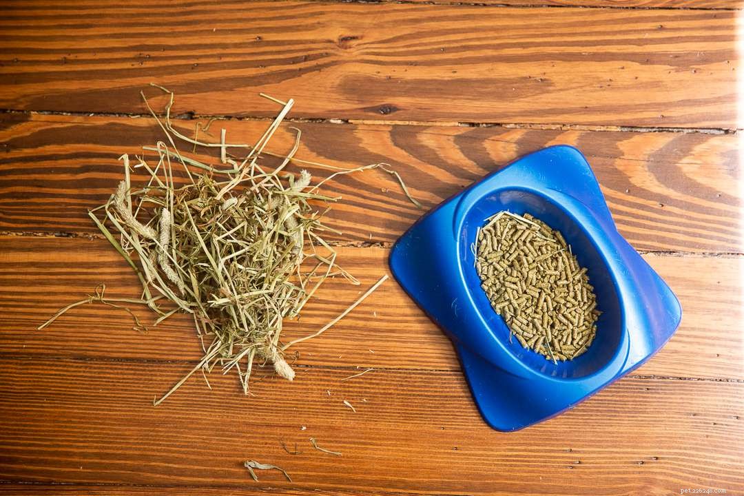 Pet Rabbit Lifespan: How Long Do They Really Live?