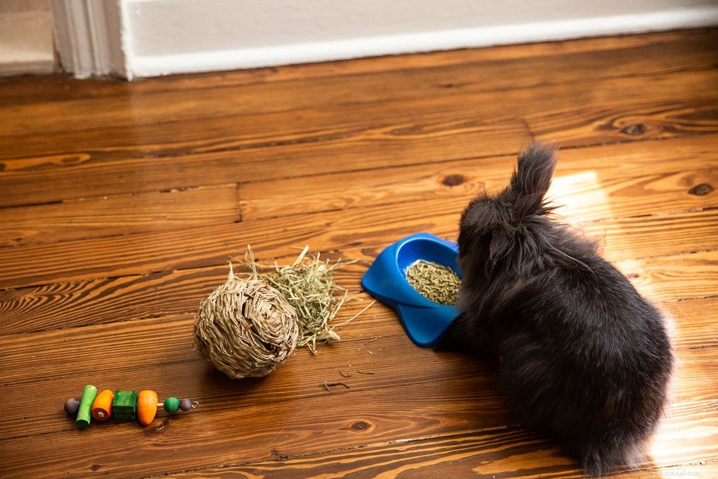 Pet Rabbit Lifespan: How Long Do They Really Live?