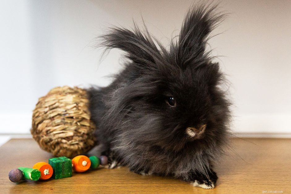 Pet Rabbit Lifespan: How Long Do They Really Live?