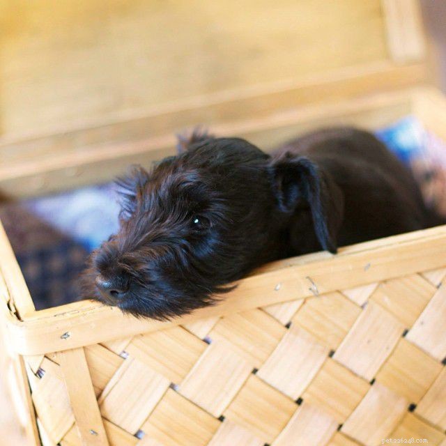 Cesky Terrier: Breed Profile, History & Care Guide
