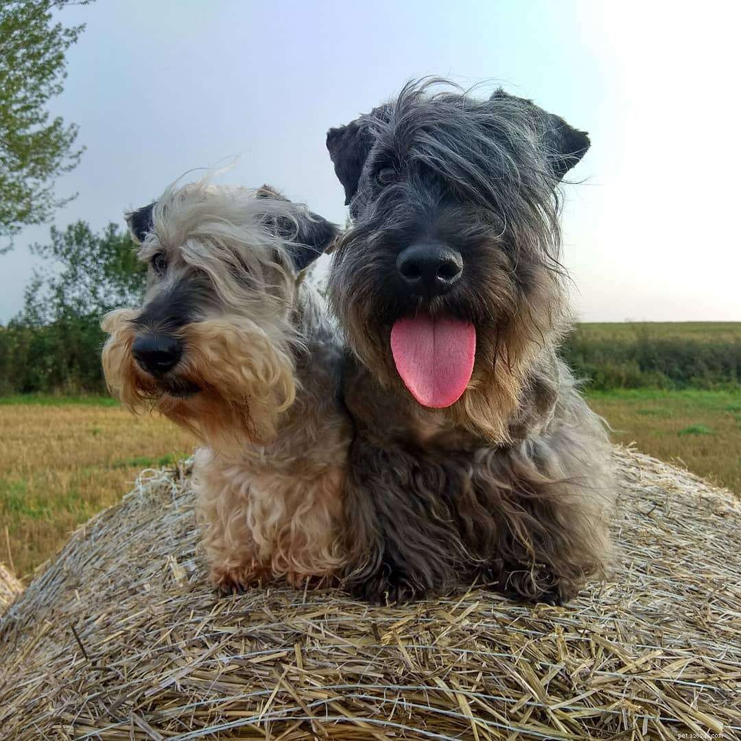 Cesky Terrier: Breed Profile, History & Care Guide