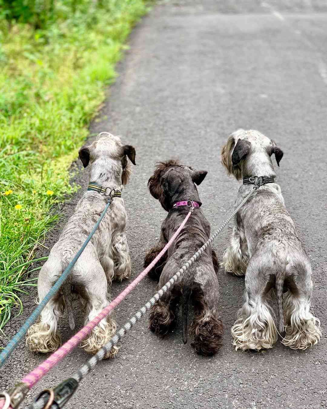 Cesky Terrier: Breed Profile, History & Care Guide