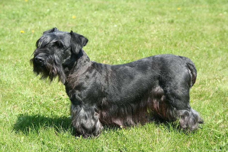 Cesky Terrier: Breed Profile, History & Care Guide