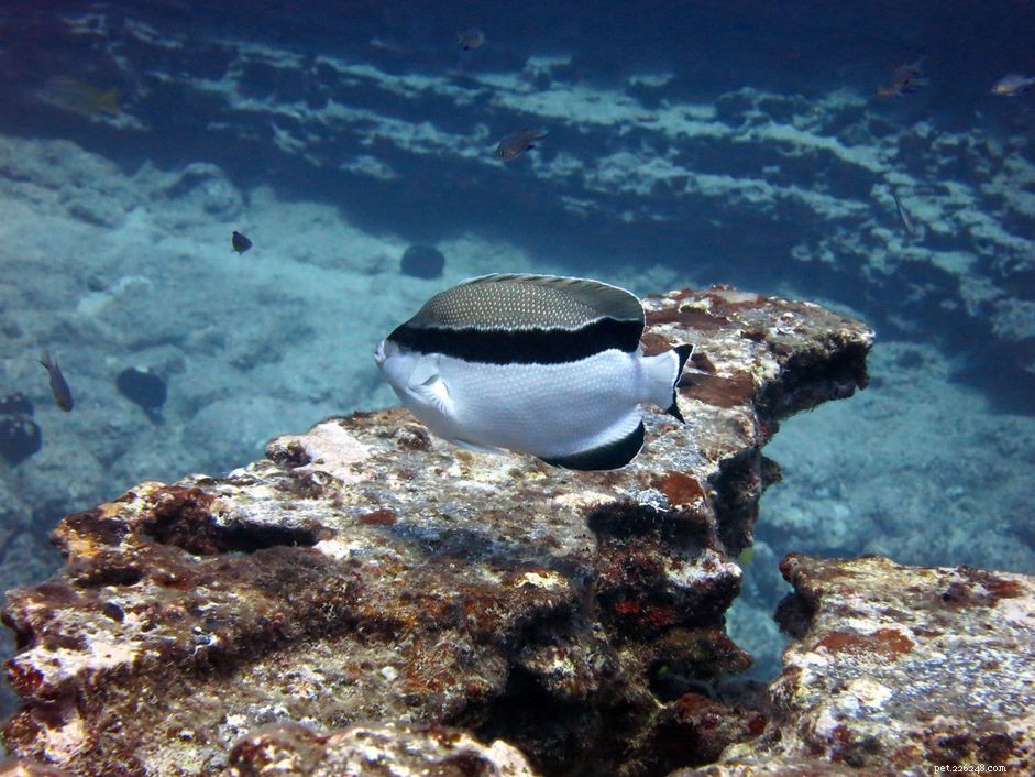 Black & White Bandit Angelfish (Holacanthus arcuatus) – Care Guide & Species Profile