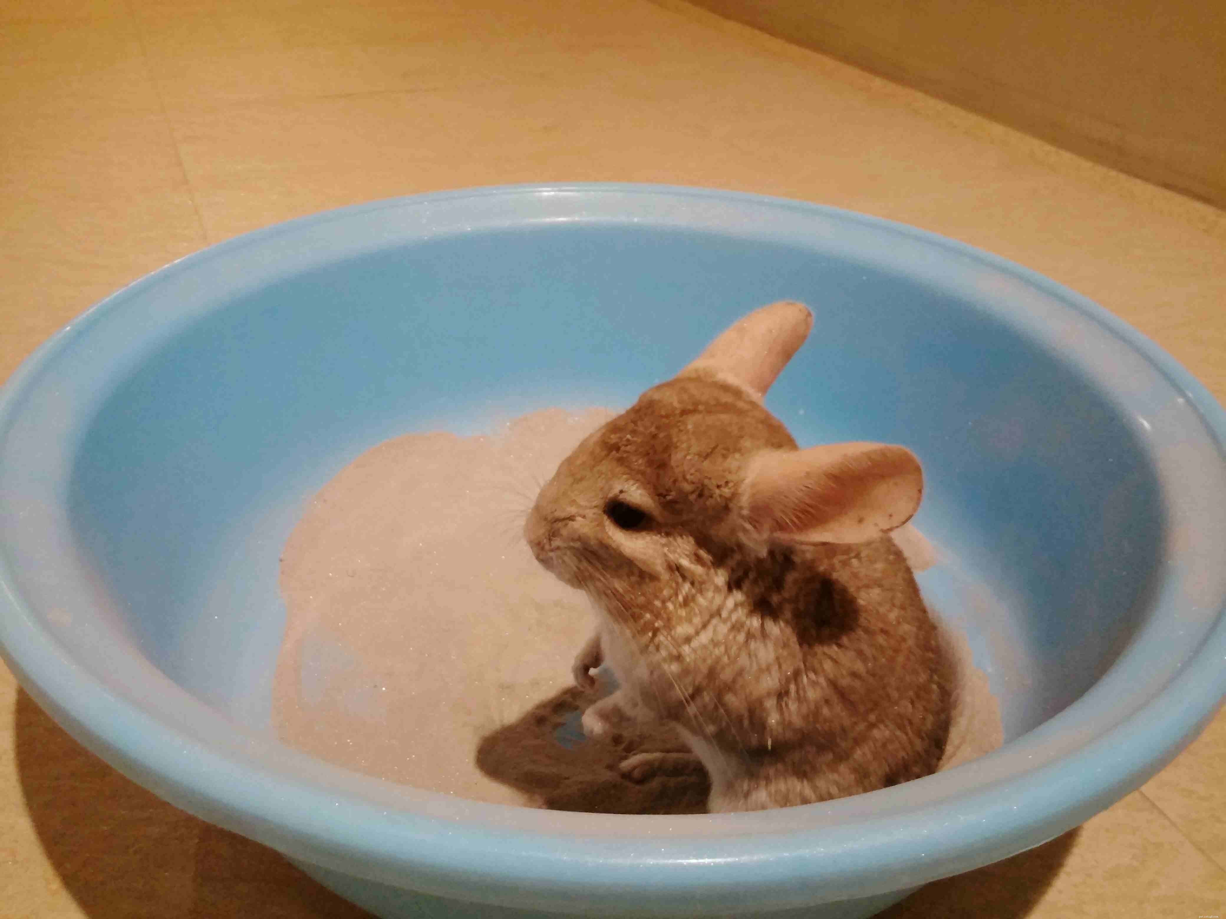 Essential Toys & Activities for Healthy, Happy Chinchillas