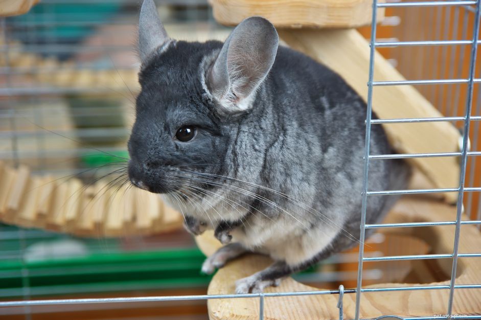 Essential Toys & Activities for Healthy, Happy Chinchillas