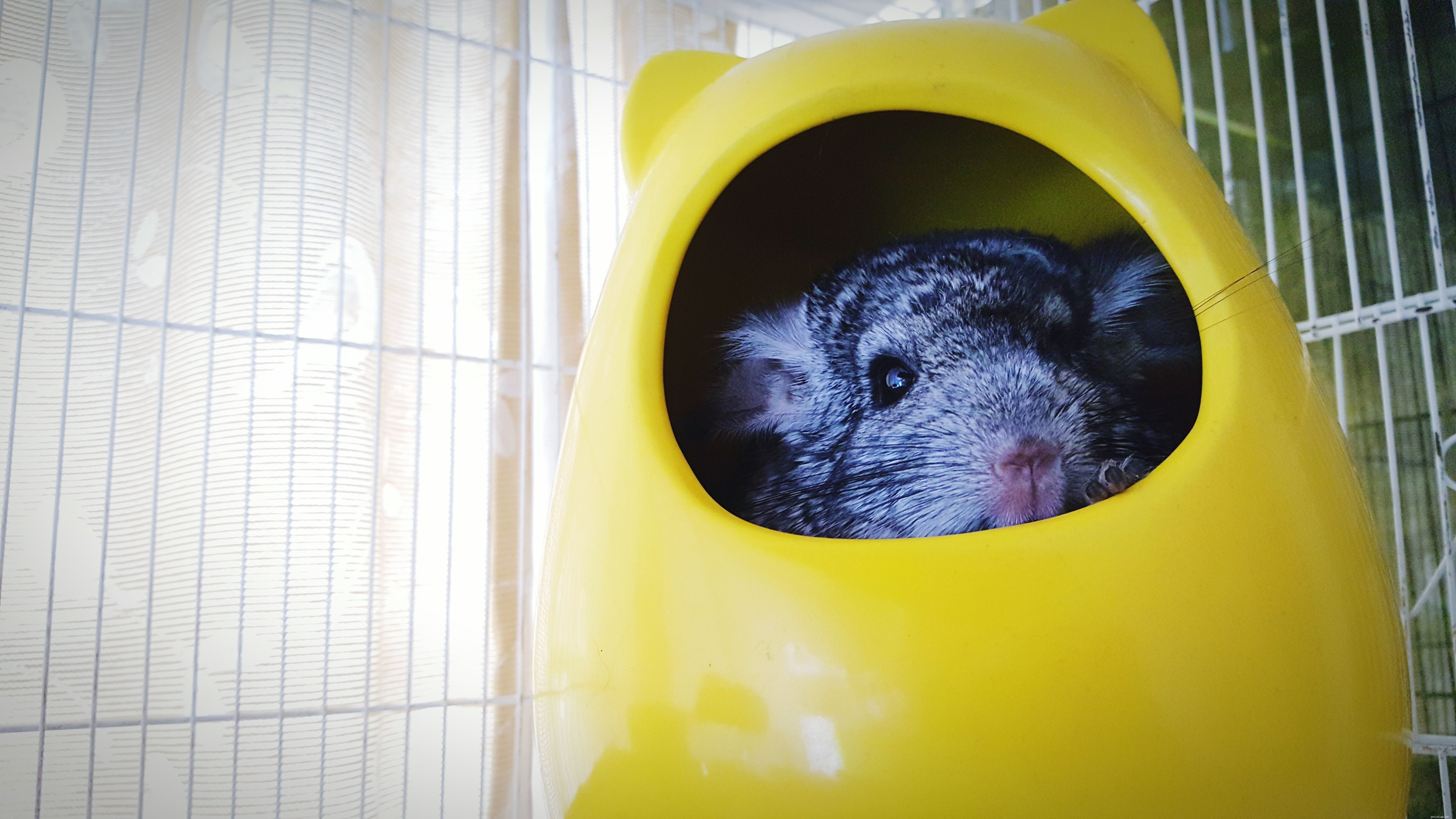 Essential Toys & Activities for Healthy, Happy Chinchillas