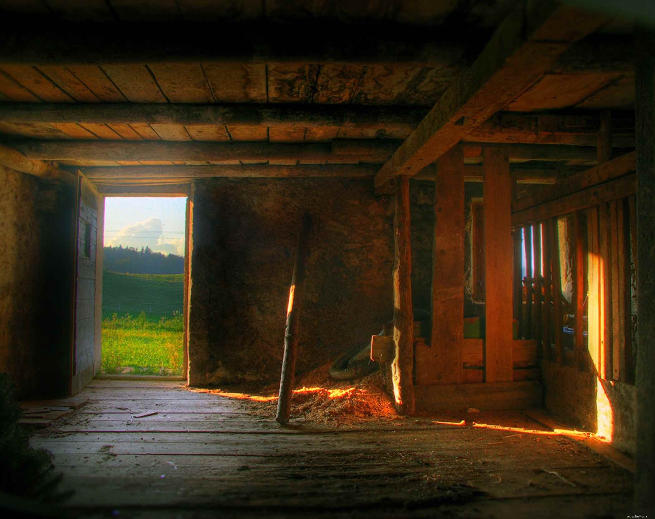 How to Select the Best Floor for Your Horse Stable: Comfort, Health, and Maintenance