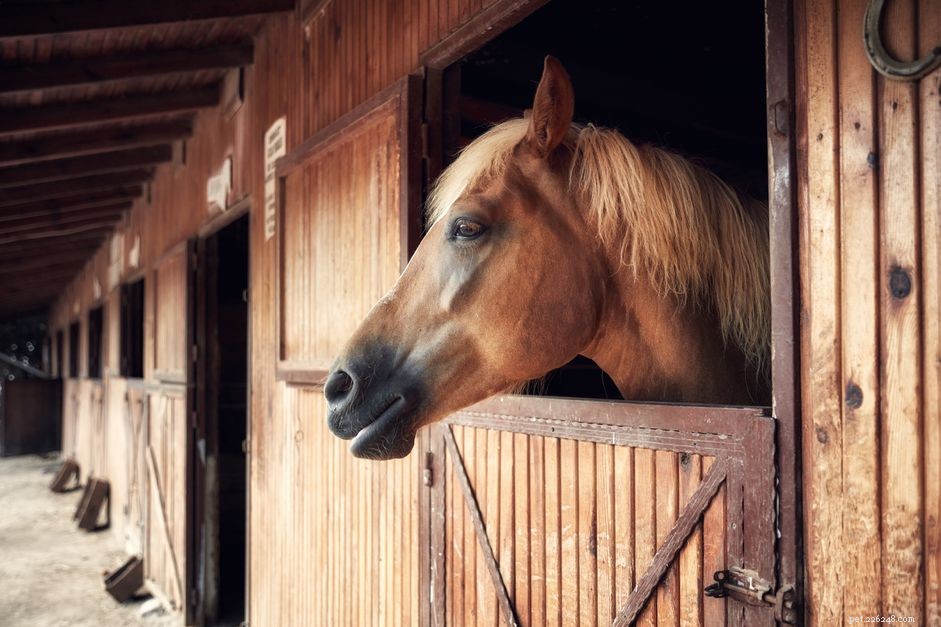 How to Select the Best Floor for Your Horse Stable: Comfort, Health, and Maintenance