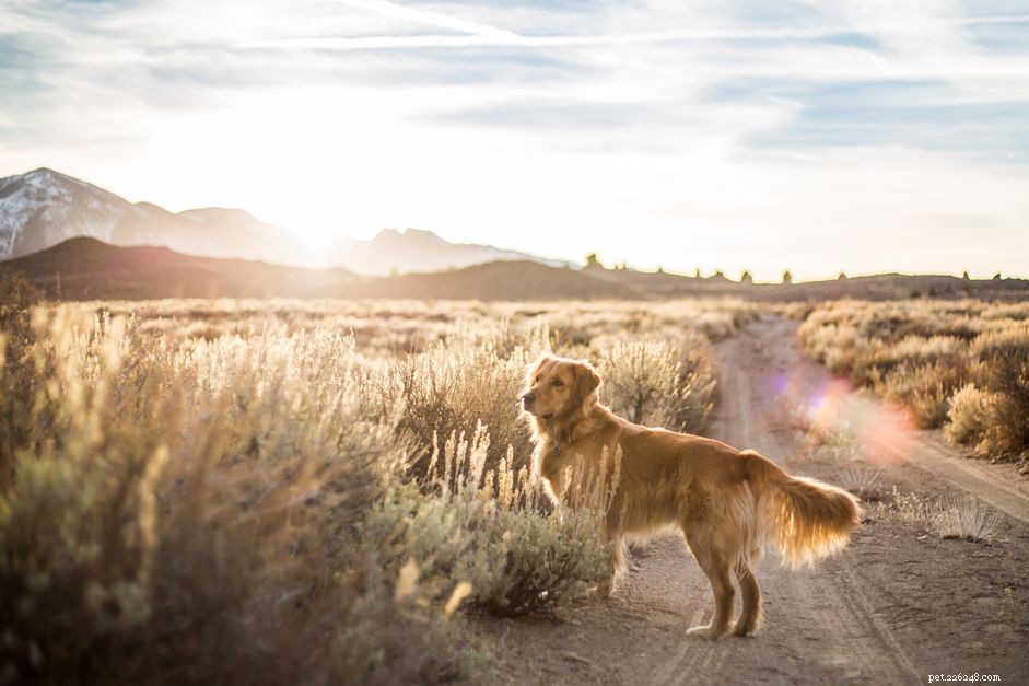 Keeping Your Dog Safe in Desert Environments: Expert Care Tips