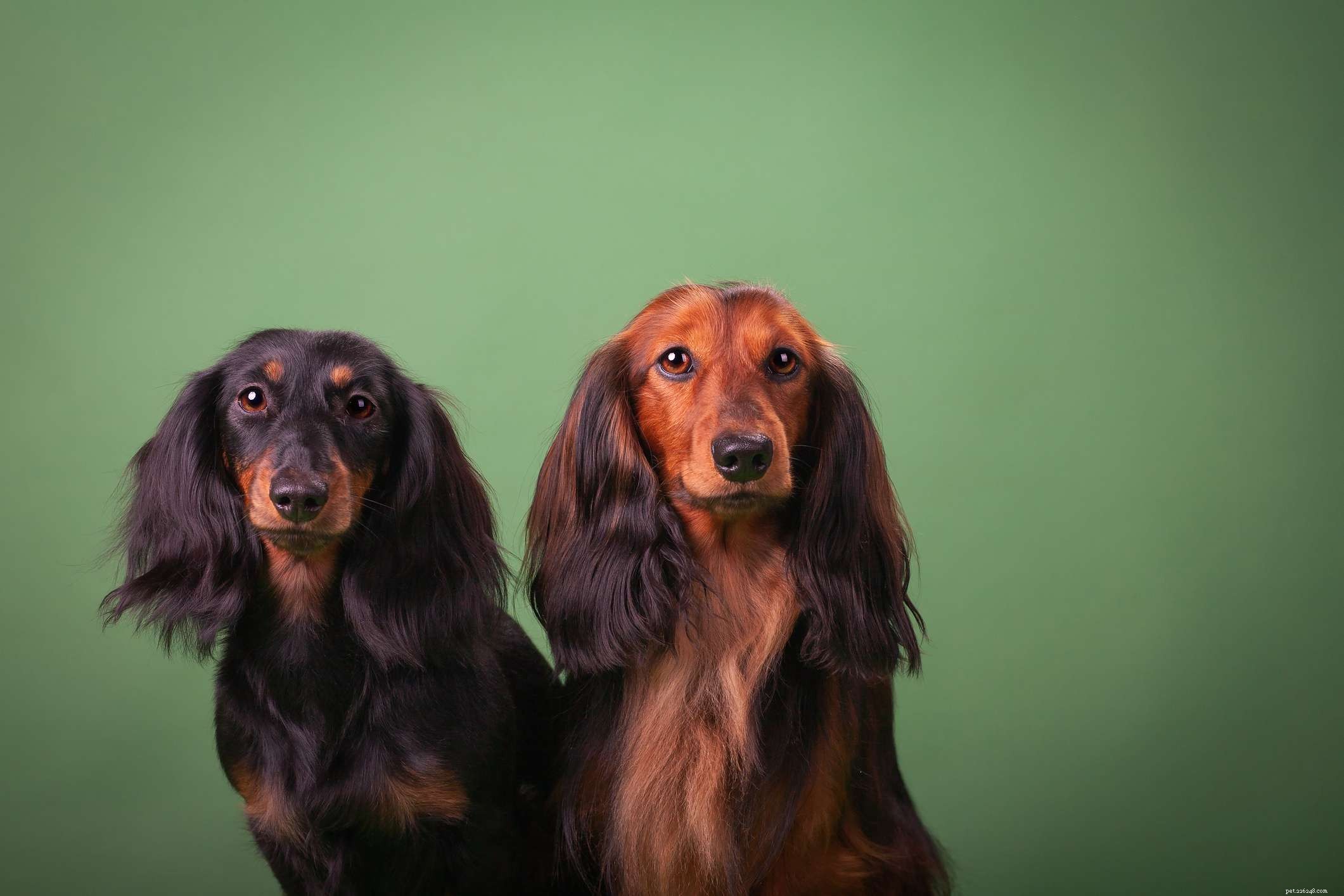 Miniature Dachshund Breed Profile: Size, Coat, and Care Guide