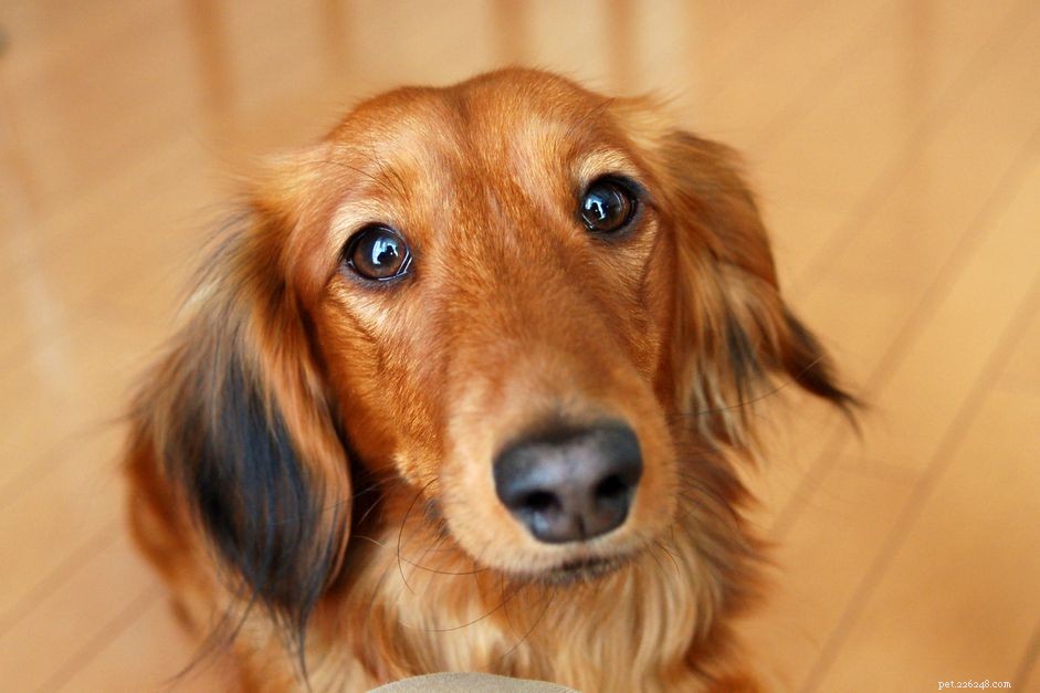 Miniature Dachshund Breed Profile: Size, Coat, and Care Guide