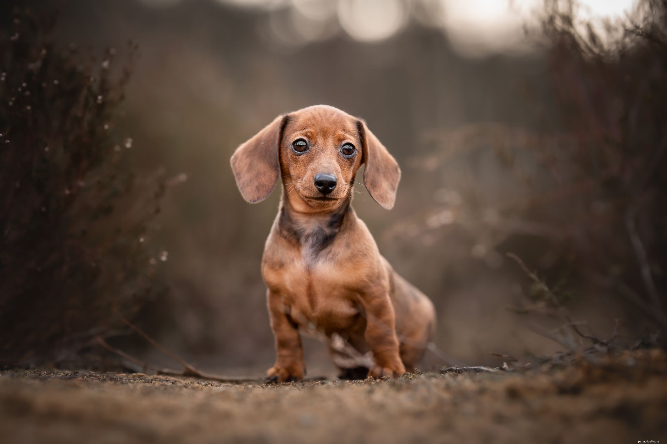 Miniature Dachshund Breed Profile: Size, Coat, and Care Guide