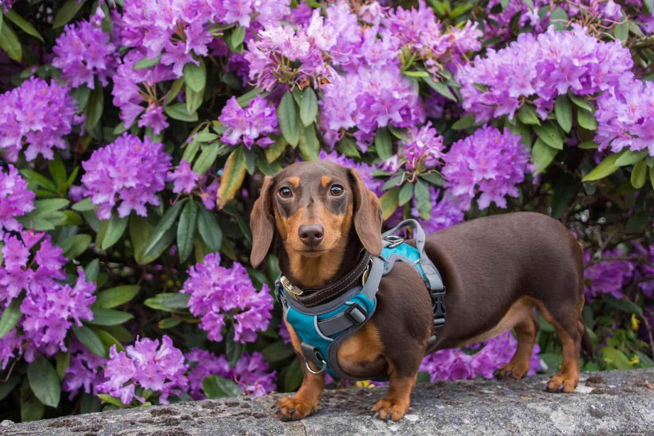Miniature Dachshund Breed Profile: Size, Coat, and Care Guide