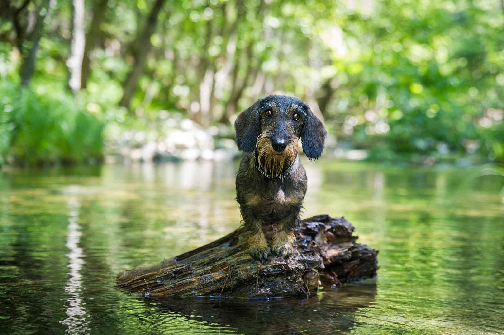Miniature Dachshund Breed Profile: Size, Coat, and Care Guide