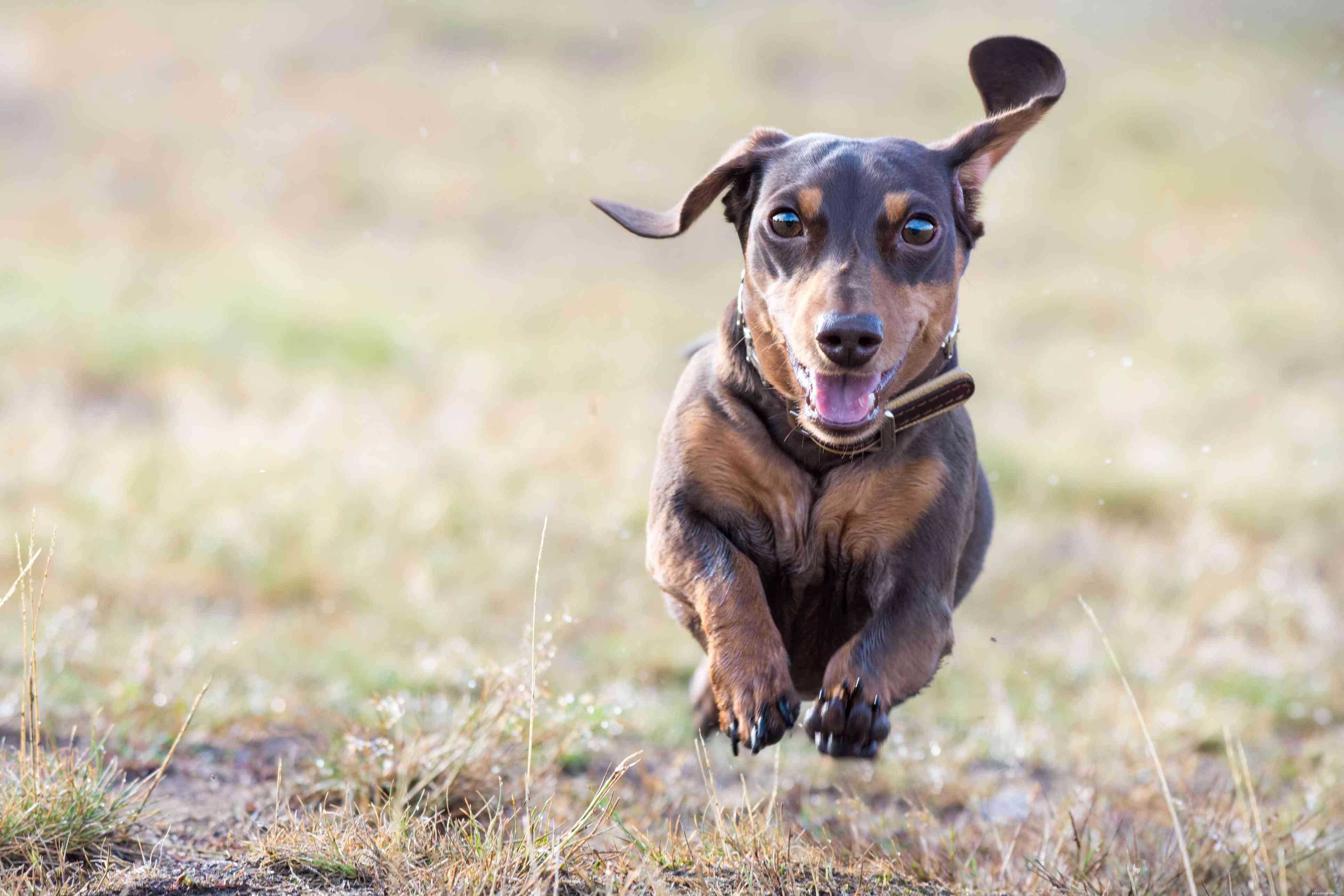 Miniature Dachshund Breed Profile: Size, Coat, and Care Guide