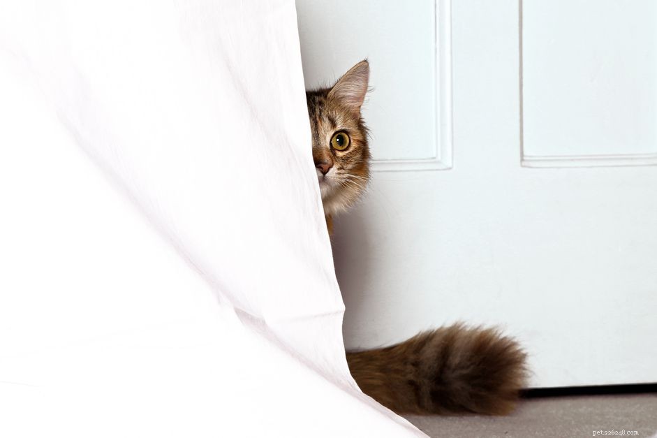 Understanding Why Your Cat Loves to Hide: Safe Spaces & Insights