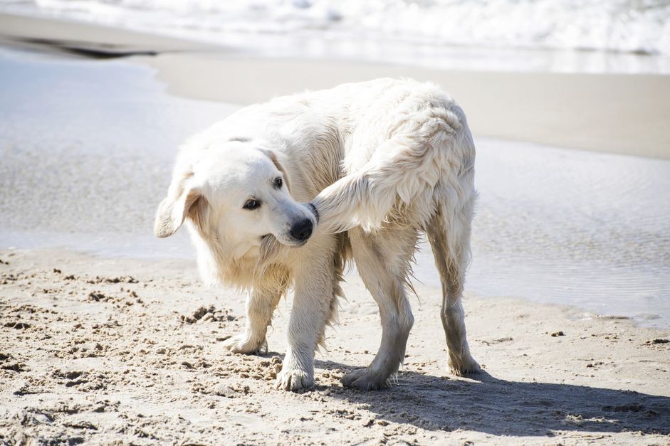 Understanding Why Dogs Chase Their Tails: Causes, Signs, and When to Seek Help