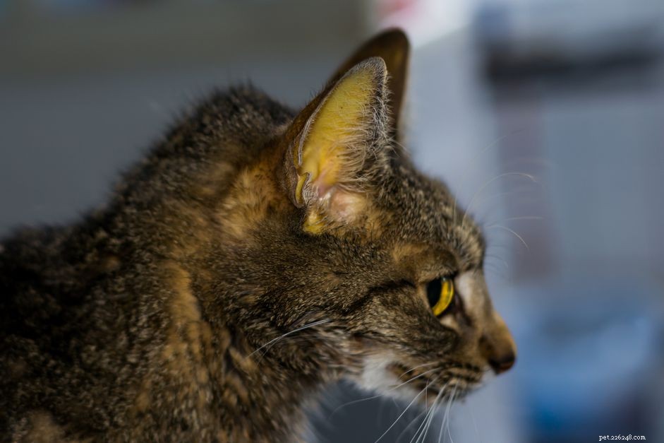 Jaundice in Cats: Causes, Symptoms, and Urgent Veterinary Care