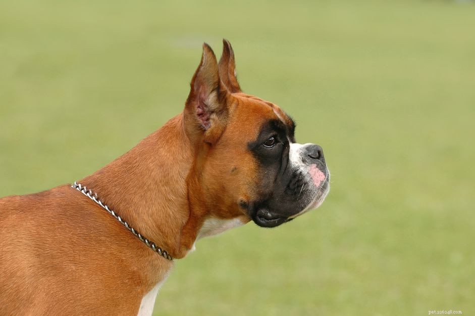 Understanding Dilated Cardiomyopathy (DCM) in Dogs: Causes, Prevention, and Treatment